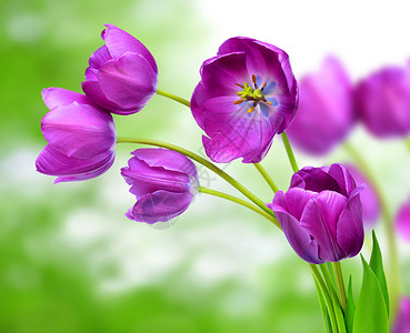 新鲜的紫色郁金香图片