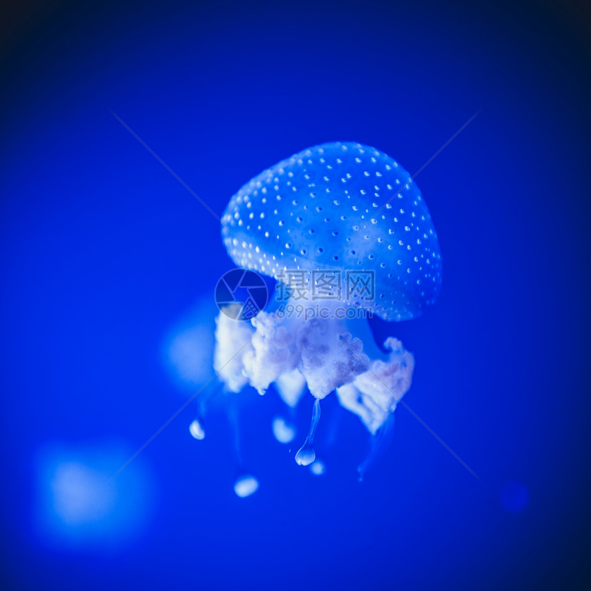 蓝洋水域中斑点的JellyfishPhyllorhizap图片