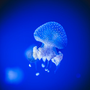 蓝洋水域中斑点的JellyfishPhyllorhizap图片