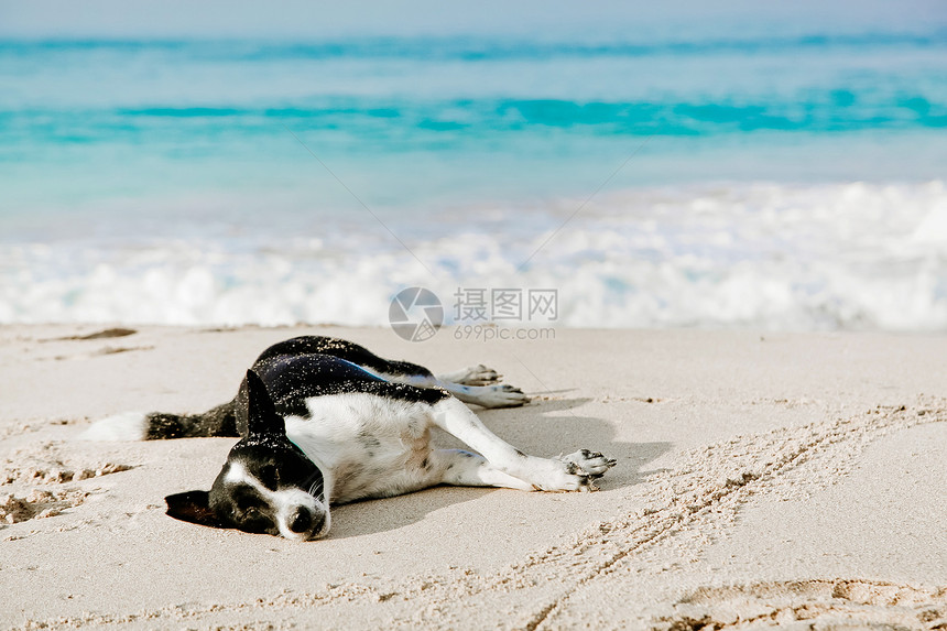 狗睡在沙滩上图片