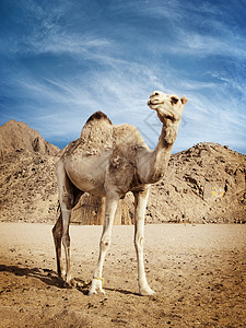 埃及沙漠中的骆驼图片