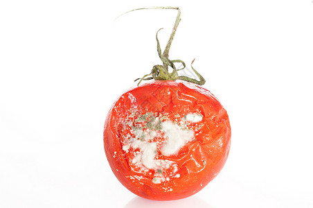 处于腐烂状态的番茄的细节图片