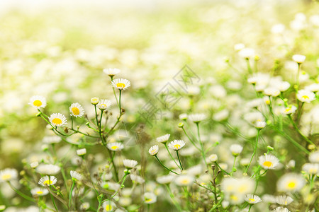 绿草和花朵阳光特写图片