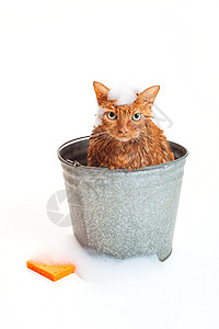 一只湿漉不开心的橙色虎斑猫的沐浴时间图片