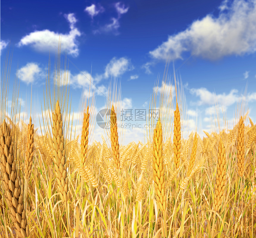 金麦田前方和蓝天空的几颗小麦云彩模图片
