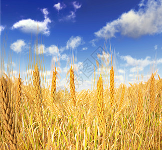 金麦田前方和蓝天空的几颗小麦云彩模图片