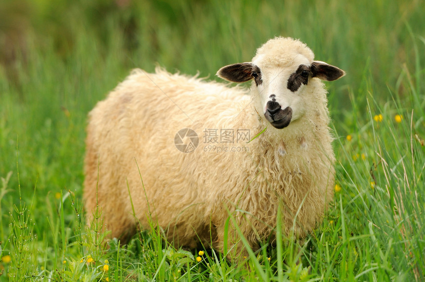 农场草地上的白羊图片