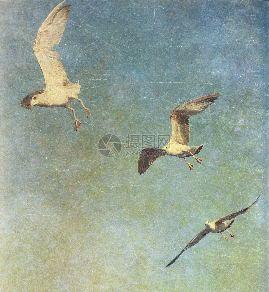 飞翔的海鸥的老式照片图片