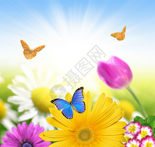 花卉背景与蝴蝶图片