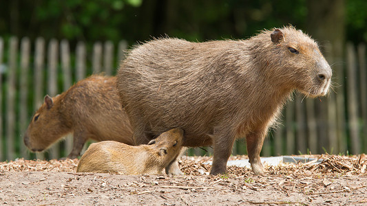 靠近CapybaraHydrochoerus图片