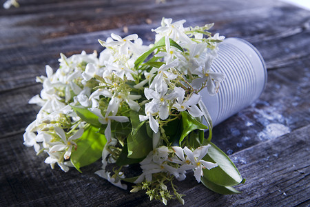 春暖花开茉莉花图片