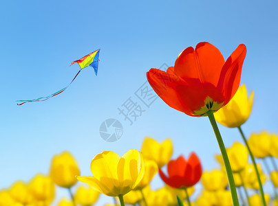 Kite飞翔在花图片