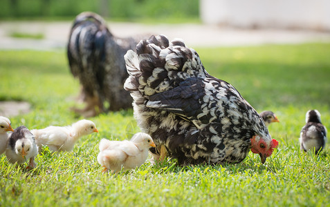 母鸡和它的小鸡在草丛中图片