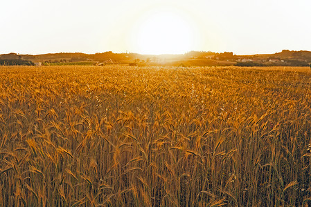 葡萄牙玉米地的日落图片