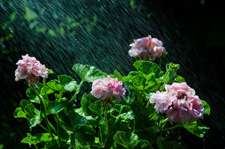 清爽的粉红色天竺葵淋浴背景图片