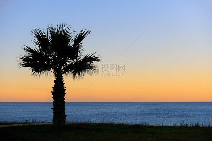 棕榈树日落金色蓝天背光图片