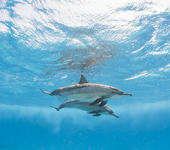 一对旋转海豚就在水面以下在水下反射图片