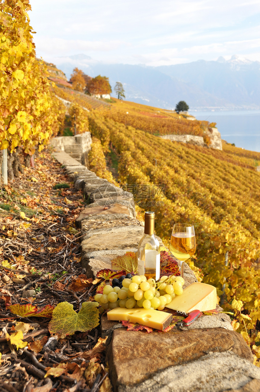 瑞士Lavaux地区露台葡萄园上的白葡图片