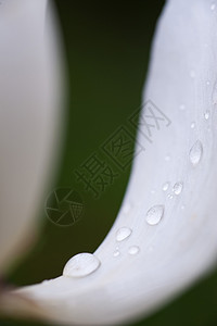 花蕾靠近雨滴图片