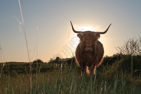 苏格兰高地母牛在日落时在草丘景观图片