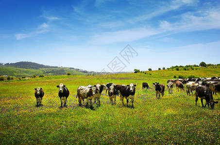 美丽的农村景观绿地辽阔牛图片