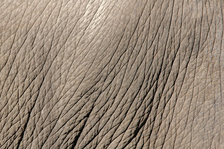 大象皮肤纹理图片