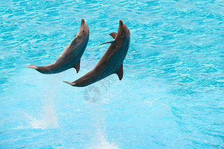两只海豚在游泳池里跳跃图片