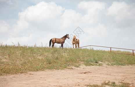户外的两匹马自然光和颜色图片