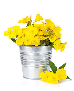 黄色花放在桶里白图片