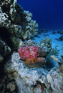 SUDAN红海美国照片石鱼Synanceiaverr图片