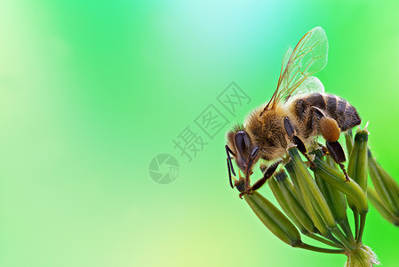 蜜蜂坐在花序上绿色背景图片