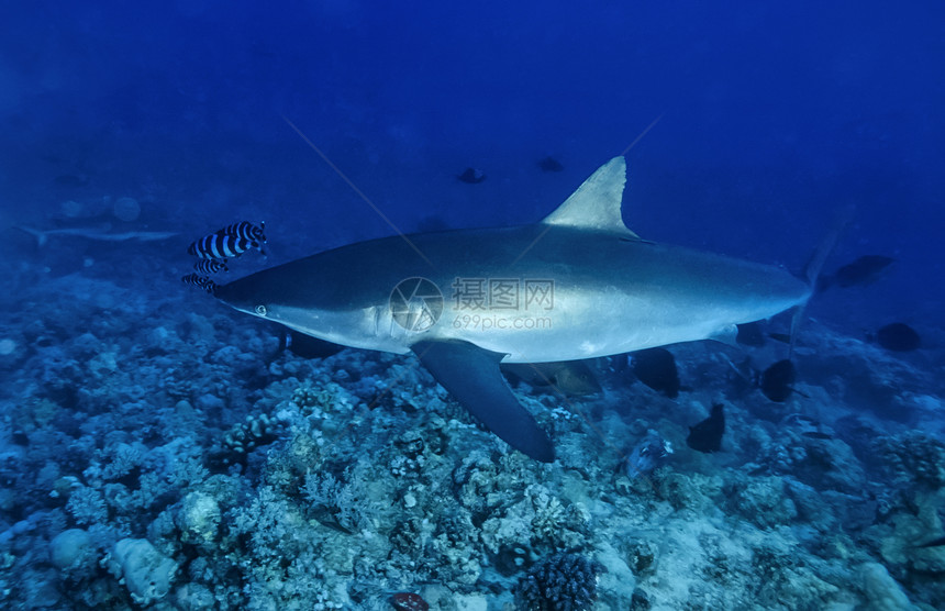 SUDAN红海ShaabRumi联合国照片丝绸鲨鱼Carcharhinusfalcifor图片