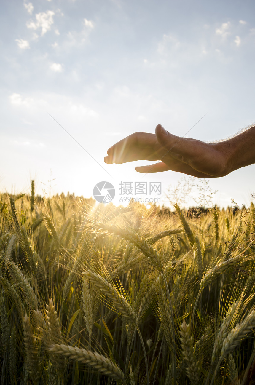 男人在日落时交出美丽的麦田。图片