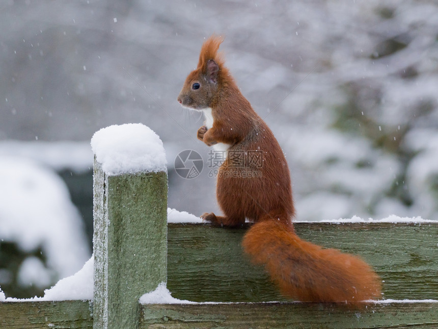 红松鼠在下雪的时候坐在绿栅栏上装得图片