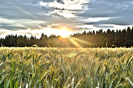 在小麦田和森林之图片