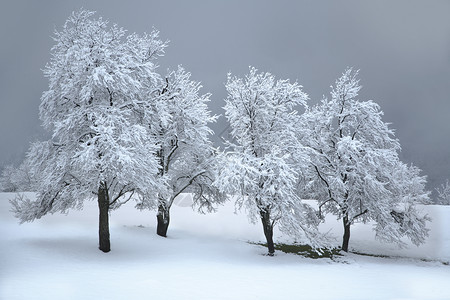 冬雾中的孤树图片