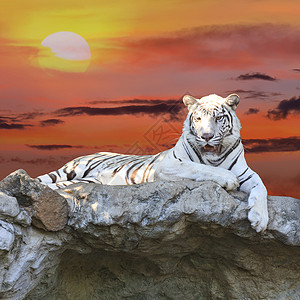 夕阳下的白虎图片