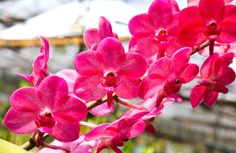 花园里美丽的兰花图片