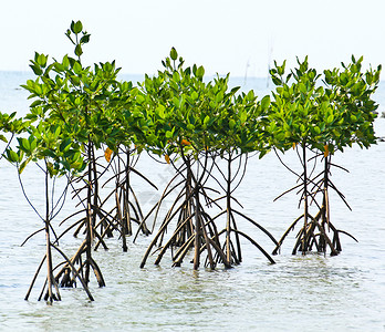 海岸气生根的红树植物图片