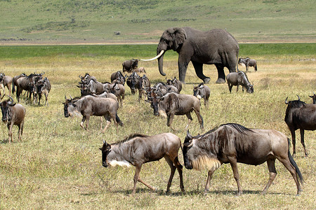 牛壮象健在坦桑尼亚恩戈罗恩戈罗保护区的一群蓝色角马Connochaetestaurinus中间行走的巨大非洲象LoxodontaAfr背景
