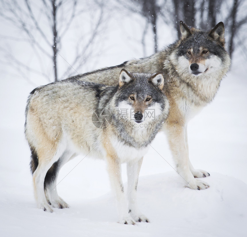 野狼在挪威冬季图片
