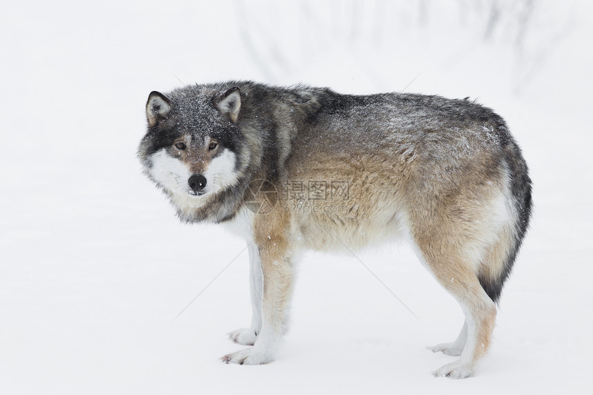 野狼在挪威冬季图片