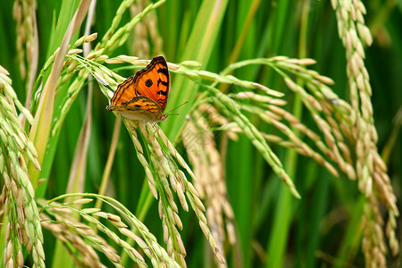 有美丽蝴蝶的绿色稻田图片