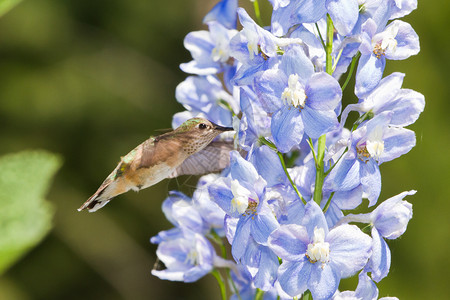 以蓝色飞燕草花为食的美丽蜂鸟图片