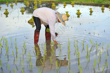 泰国农民在稻田种植图片