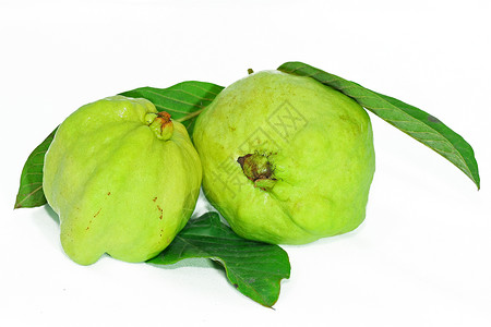 瓜瓦Guava白背图片