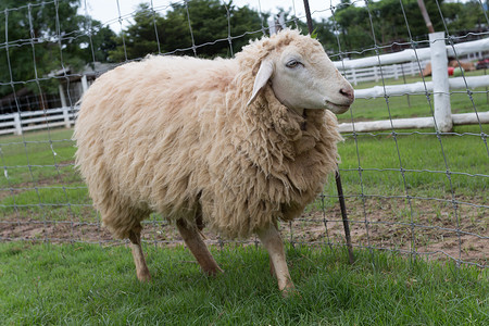 自然农场的绵羊图片