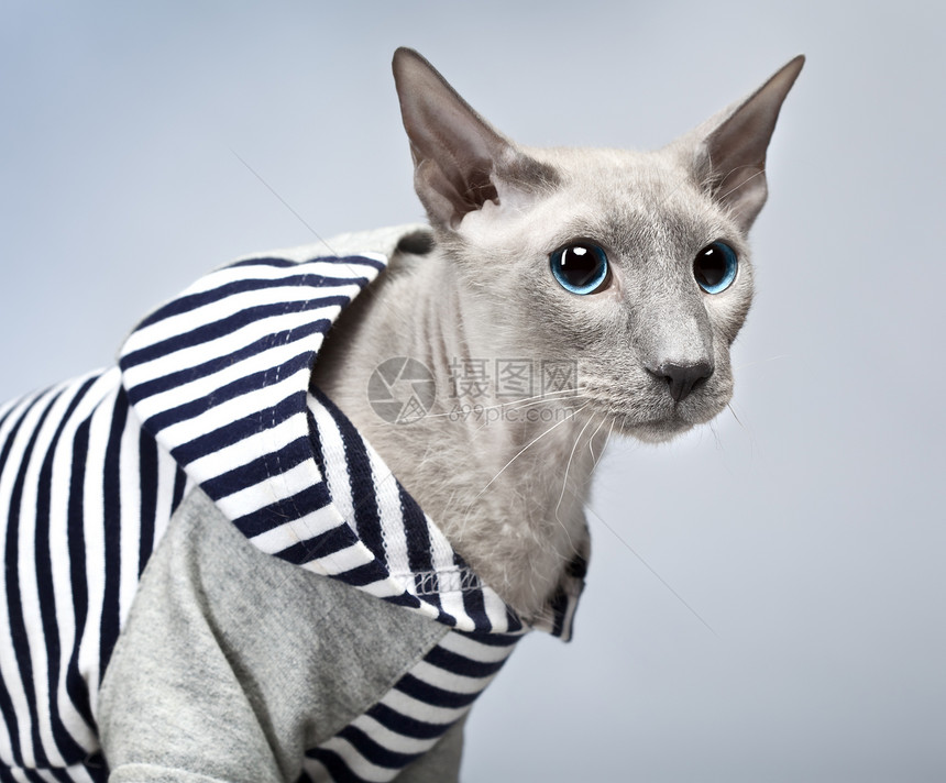 东方短毛猫peterbald灰色背景图片