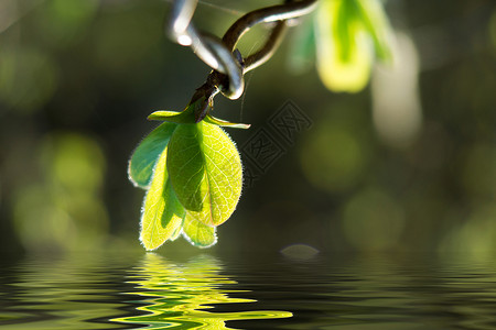 一根带有娇嫩春芽的树枝挂在小溪上图片