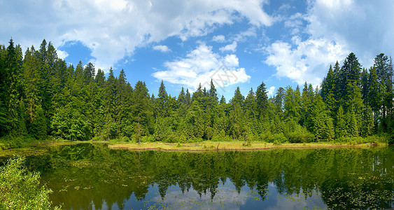 森林中美丽的夏日水景图片